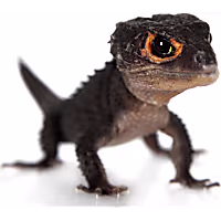 Red-Eyed Crocodile Skink