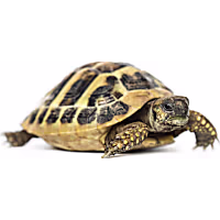 Hermann's Tortoise