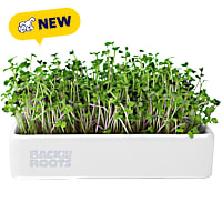 Back to the Roots Organic Microgreens Grow Kit with Ceramic Planter and Organic Seeds