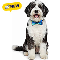 Petco Pet Bowtie Accessory