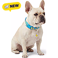 Petco Ducky Dog Collar