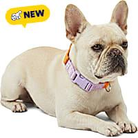 Petco Martingale Webbing Training Dog Collar