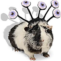 Petco Halloween Monster Small Animal Headpiece