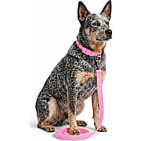 Petco UV Color-Changing Waterproof Dog Leash