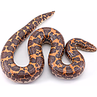 Kenyan Sand Boa