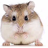 Roborovski Hamster