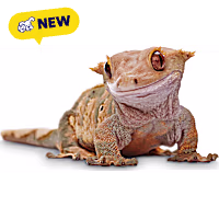 Crested Gecko
