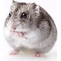 Djungarian Hamster