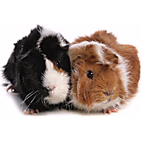 Guinea Pig