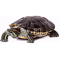 Red Ear Slider