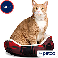 EveryYay Essentials Step-In Cat Bed