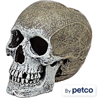 Imagitarium Life-like Human Skull
