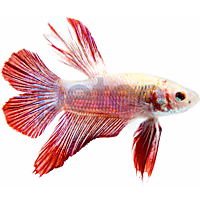 Male Halfmoon Doubletail Plakat Betta
