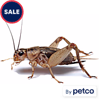 Imagitarium Vita-Bugs Crickets - Pinhead, Count of 50