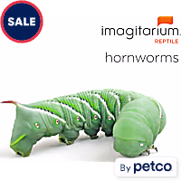 Hornworms