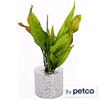 Java Fern "Red" (Microsorum pteropus) - Aquarium Tube Plant