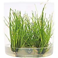 Eleocharis parvula - Tissue Culture Aquarium Plant