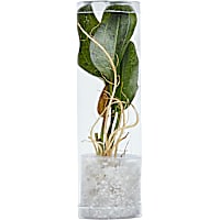 Ozelot Sword (Echinodorus sp. "Ozelot") - Aquarium Tube Plant