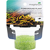 Utricularia graminifolia - Tissue Culture Aquarium Plant