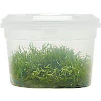 Riccia fluitans - Tissue Culture Aquarium Plant