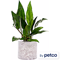 Anubias minima - Aquarium Tube Plant