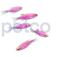 Galactic Purple Danio - 5 Pack