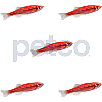 Starfire Red Danio - 5 Pack