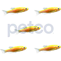 Sunburst Orange Danio - 5 Pack