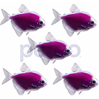 Galactic Purple Tetra - 5 Pack