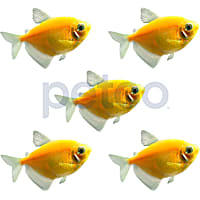Sunburst Orange Tetra - 5 Pack
