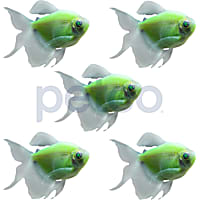 Electric Green Longfin Tetra - 5 Pack