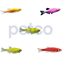 Assorted GloFish Danio 5-Pack