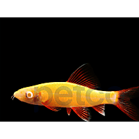 Sunburst Orange Shark