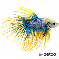 Male Lunar Flare Betta
