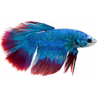 Male Stars & Stripes Betta