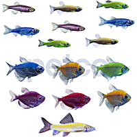 GloFish 20G Community Collection