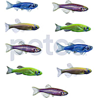 9-Pack GloFish Danio