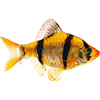 Sunburst Orange Tiger Barb