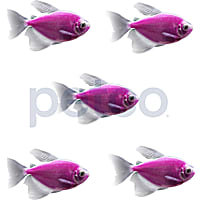 Galactic Purple Longfin Tetra