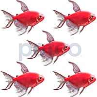 Starfire Red Longfin GloFish Tetra