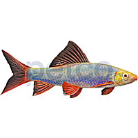 Cosmic Blue Shark GloFish