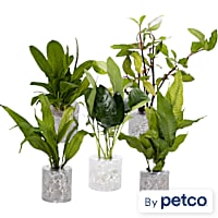 Tube Plant Combo Pack C