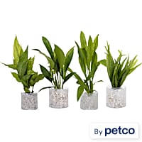 Tube Plant Combo Pack E