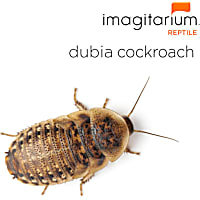Dubia Cockroaches (Blaptica dubia)