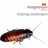 Hissing Cockroach (Gromphadorhina portentosa)