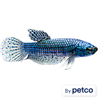 Male Green Alien Betta