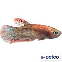 Male Crimson Fire Betta
