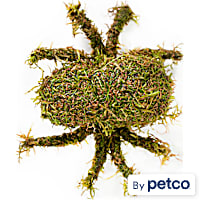 Mossy Spider