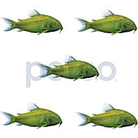 Celestial Yellow Corydoras Catfish