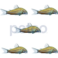Sunburst Orange Corydoras Catfish